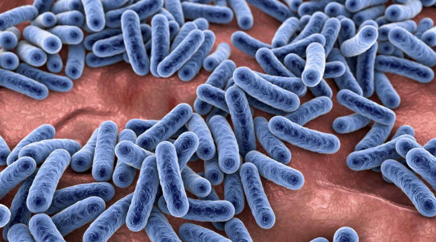 Understanding and Managing Parasitic Infections